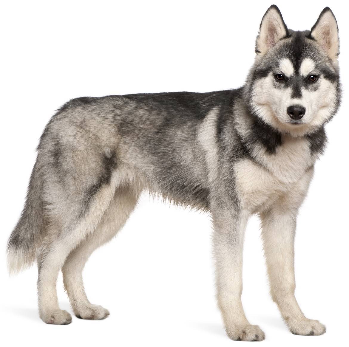 Siberian Husky Breed