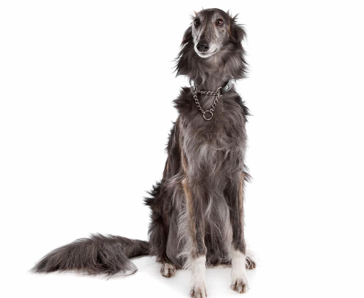 Silken Windhound Breed