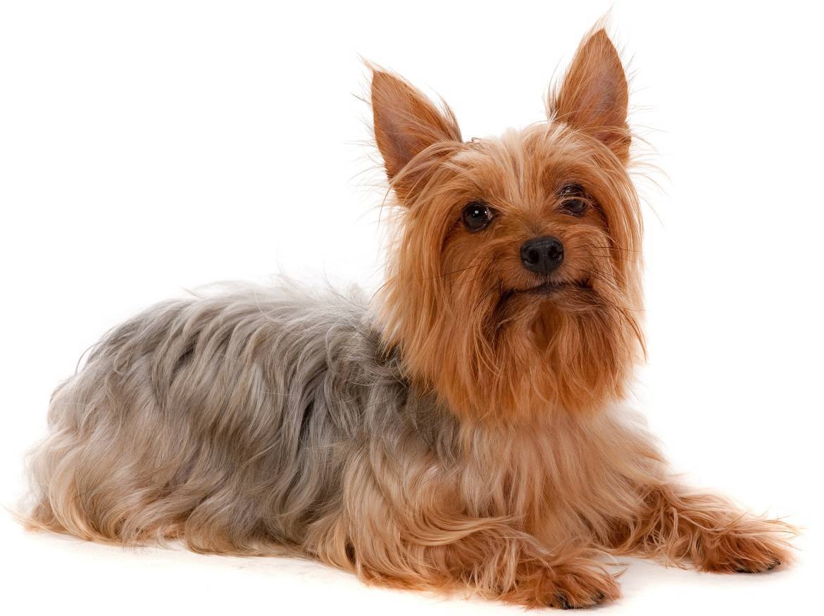 Silky Terrier Breed