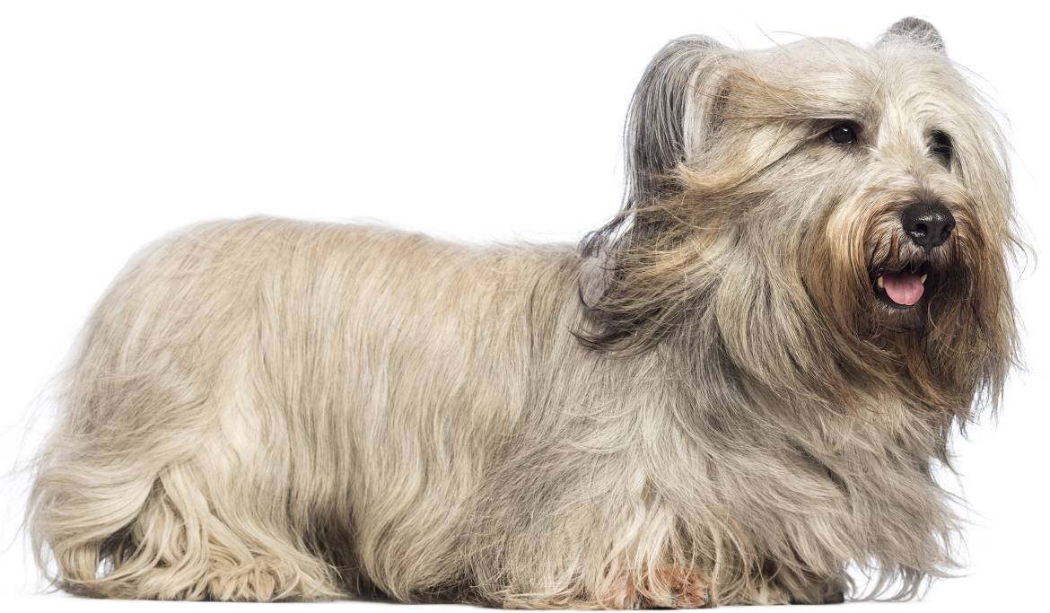 Skye Terrier Breed