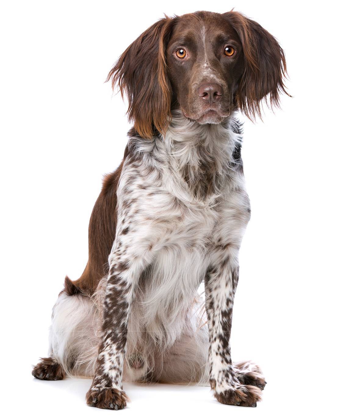 Small Munsterlander Pointer Breed