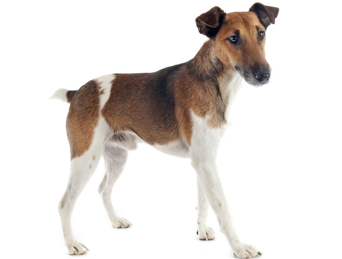 Smooth Fox Terrier Breed