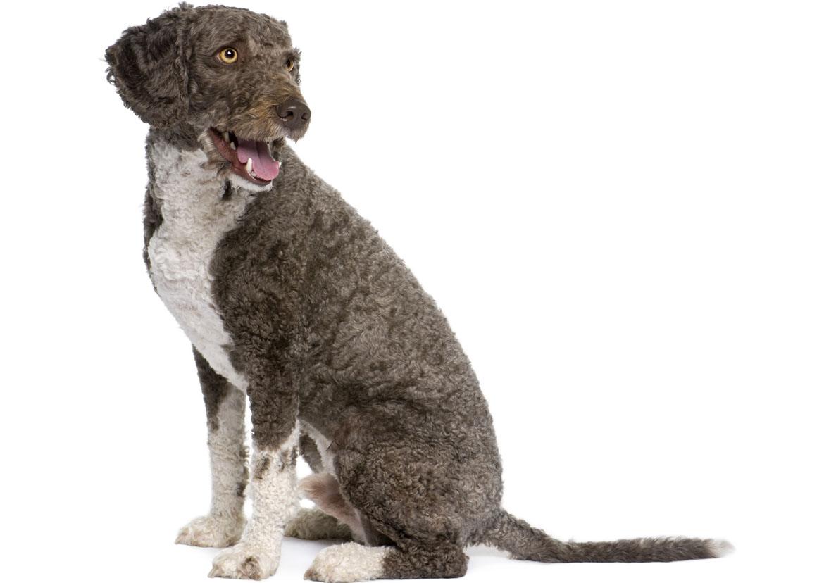 Spanish Water Dog Breed