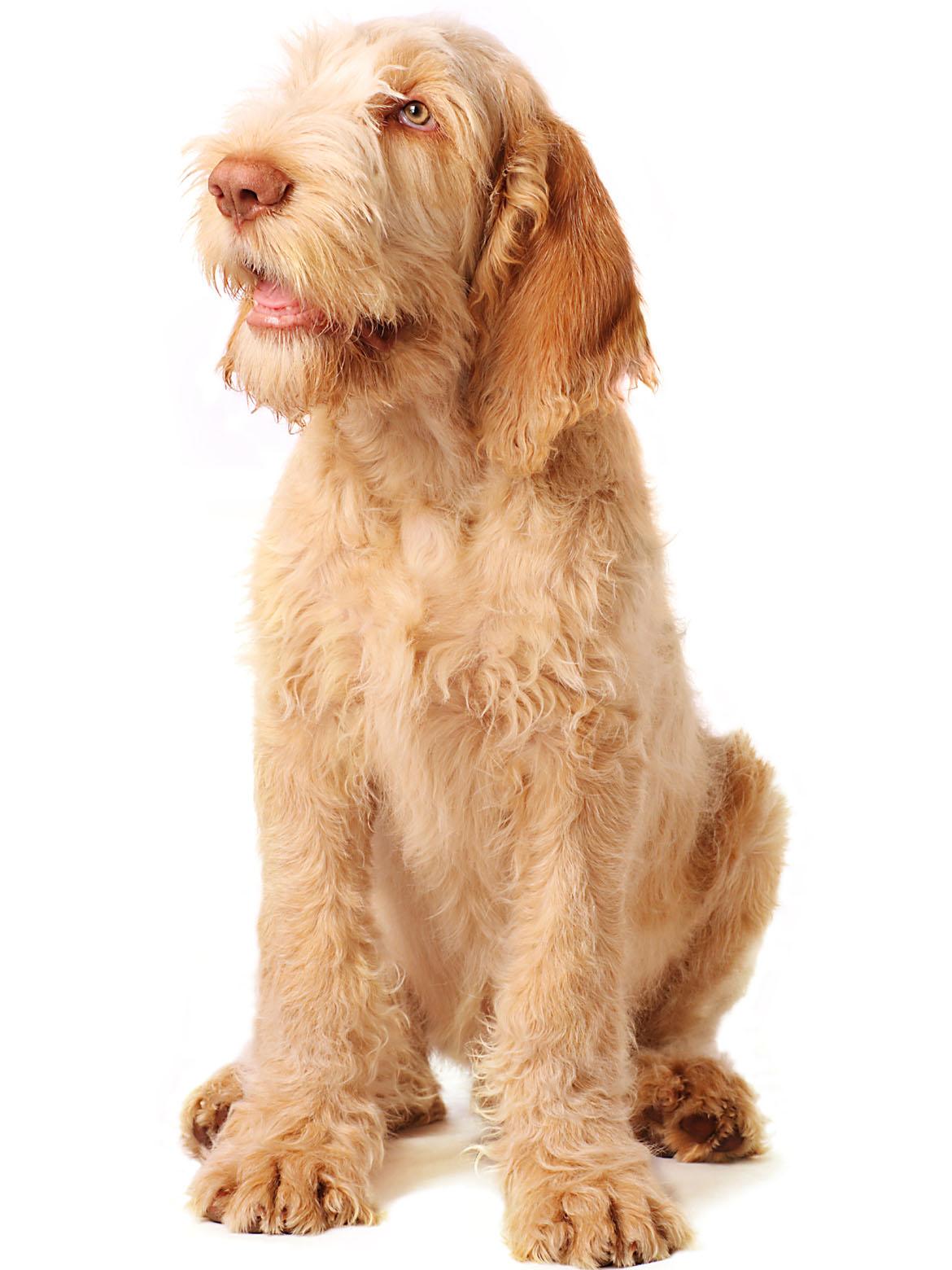 Spinone Italiano Breed