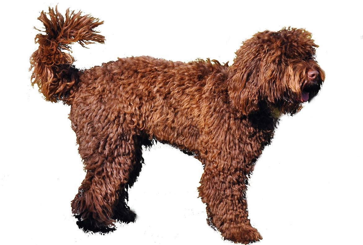 Springerdoodle Breed