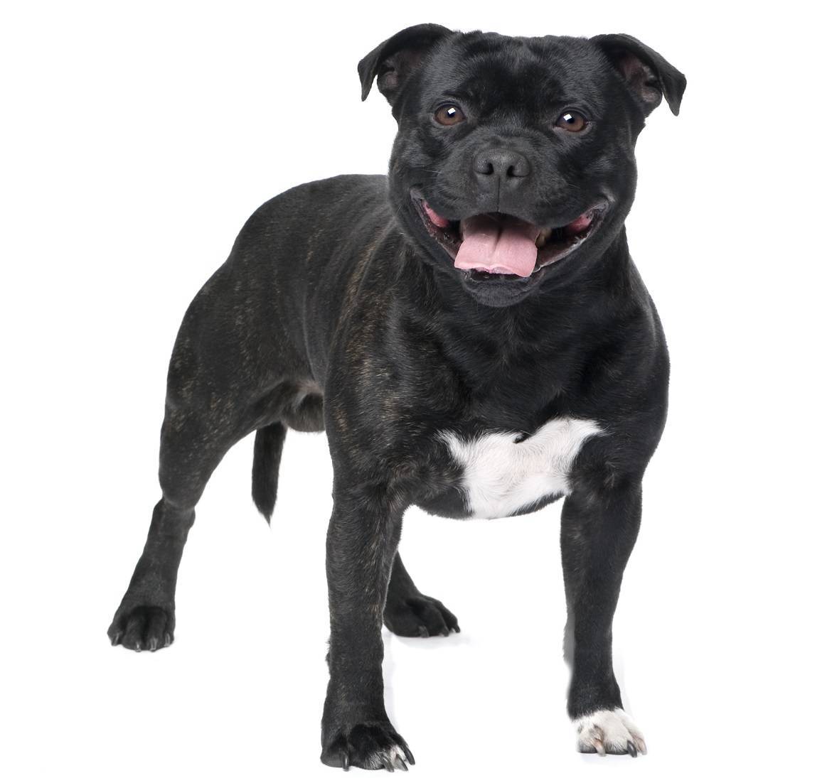 Staffordshire Bull Terrier Breed