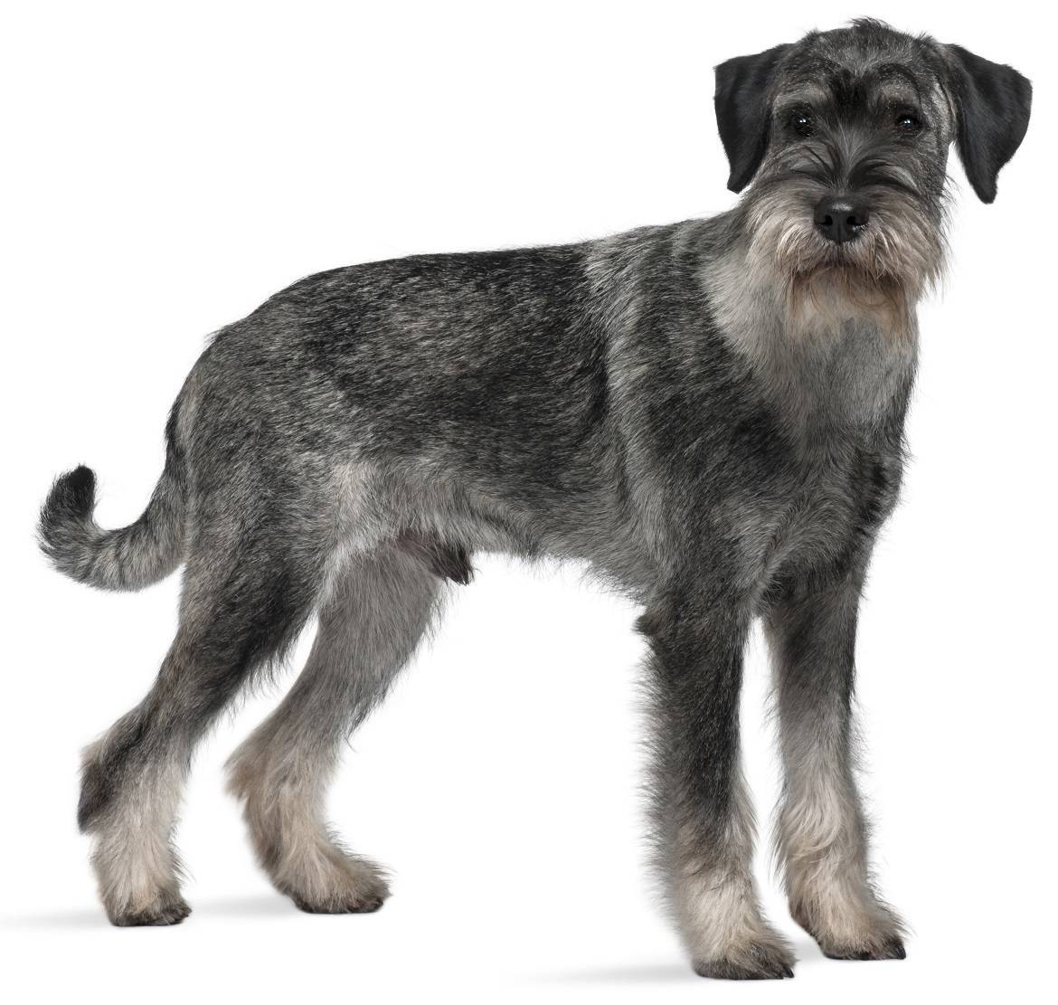 Standard Schnauzer Breed