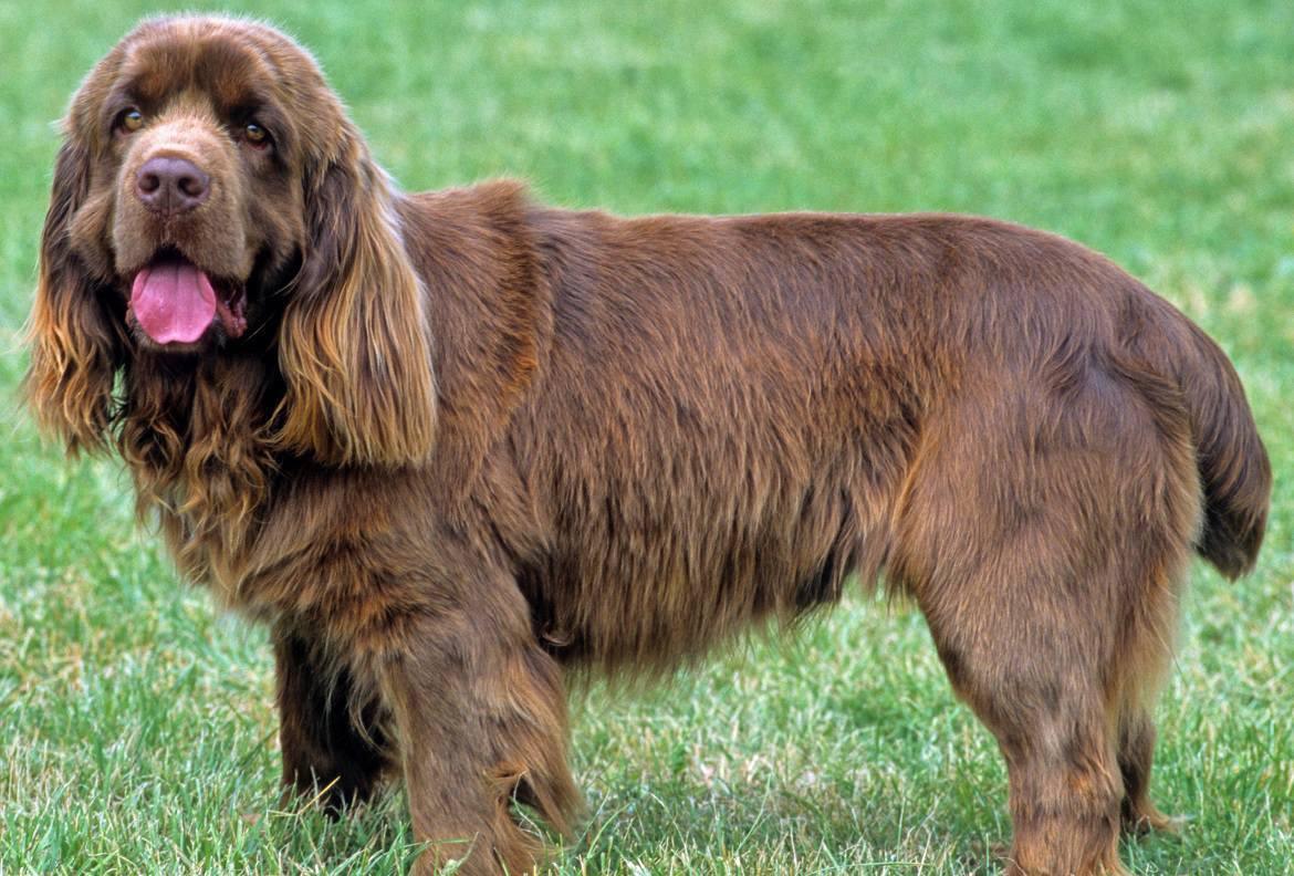 Sussex Spaniel Breed