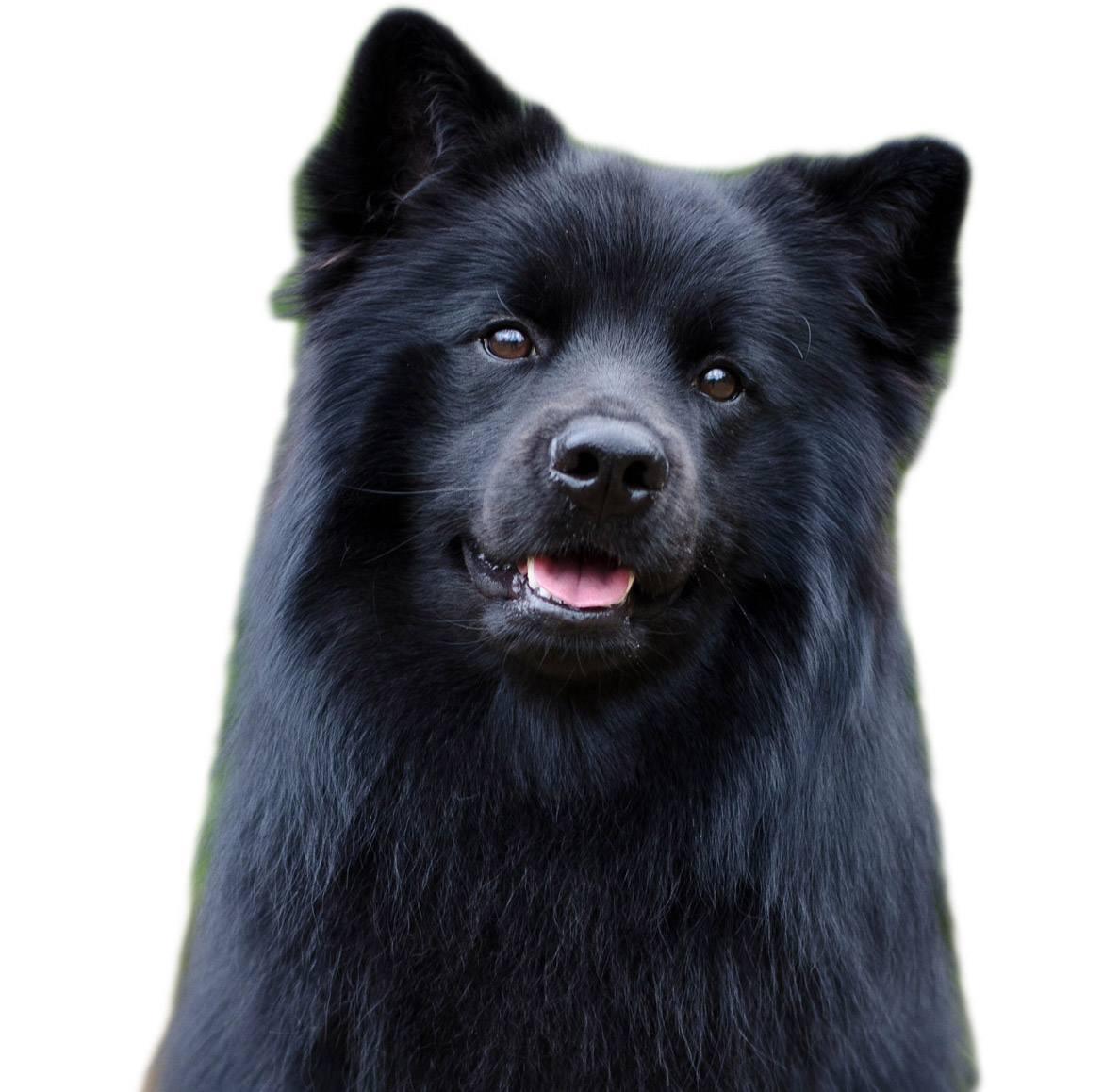 Swedish Lapphund Breed