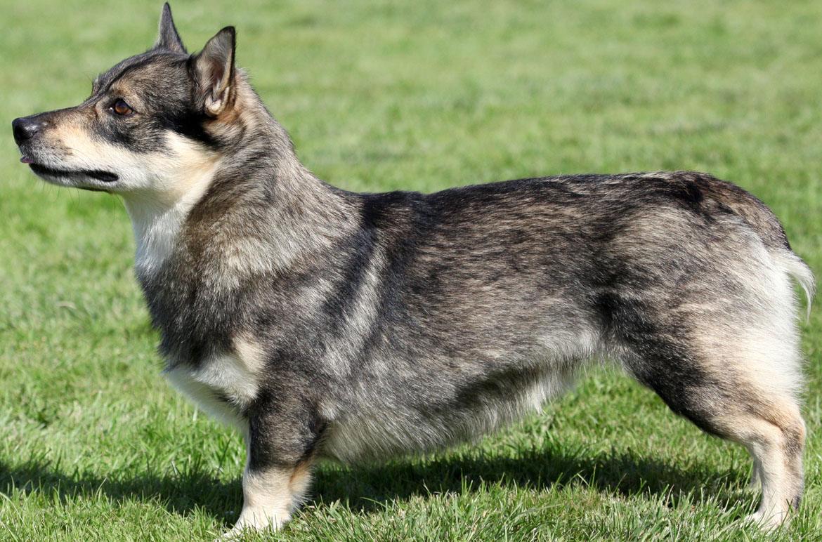 Swedish Vallhund Breed