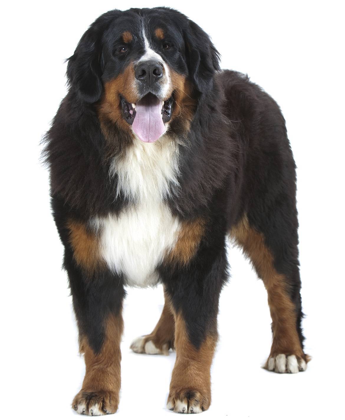 Greater Swiss Mountain Dog Breed