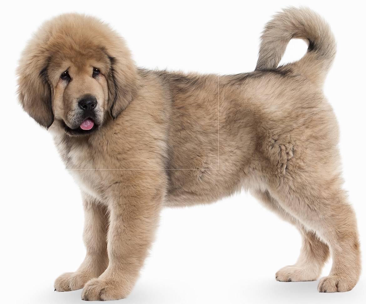 Tibetan Mastiff Breed