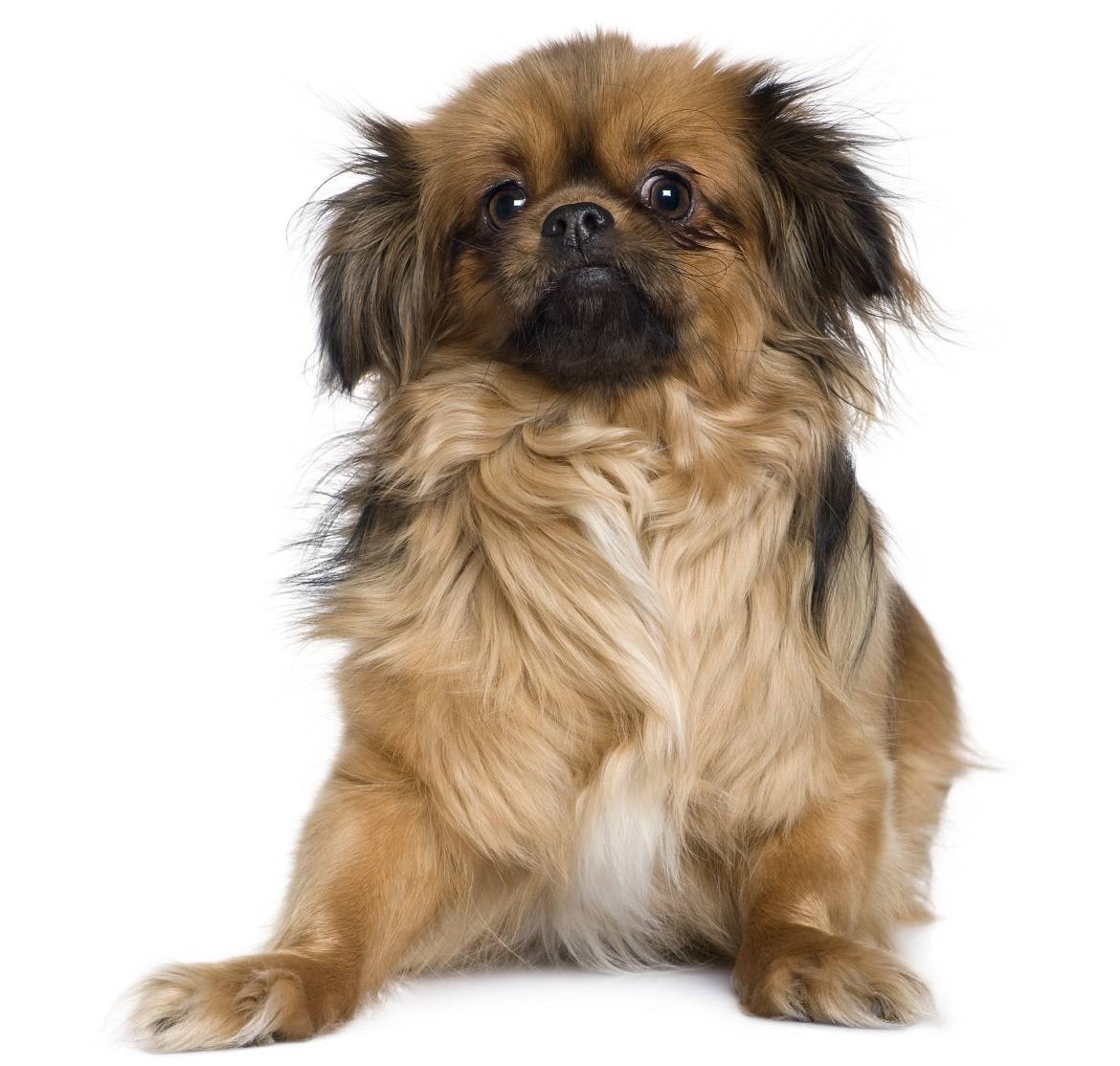 Tibetan Spaniel Breed