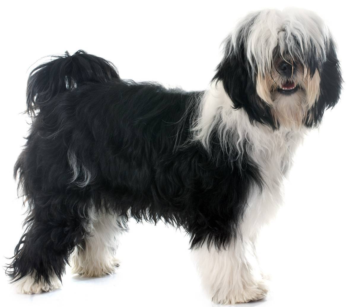 Tibetan Terrier Breed