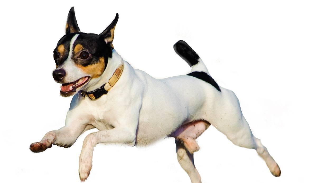 Toy Fox Terrier Breed