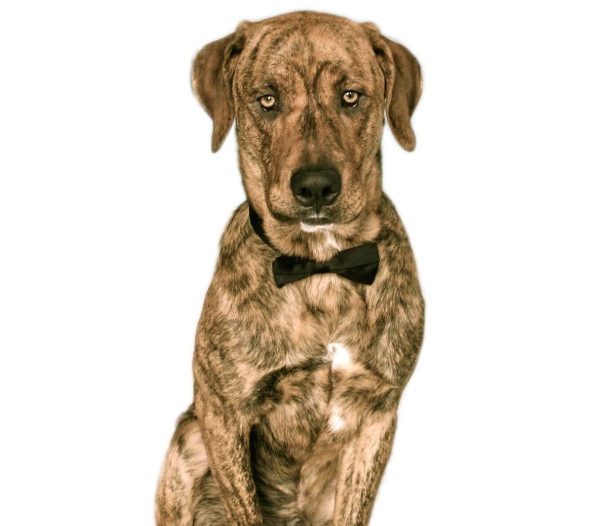 Treeing Tennessee Brindle Breed