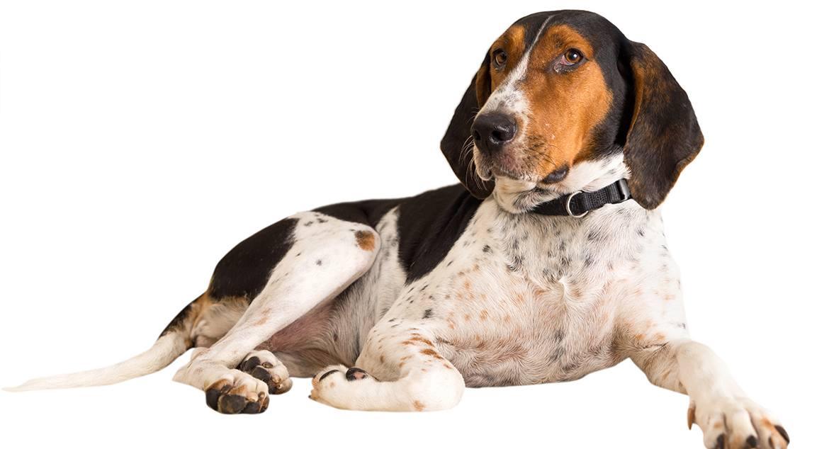 Treeing Walker Coonhound Breed