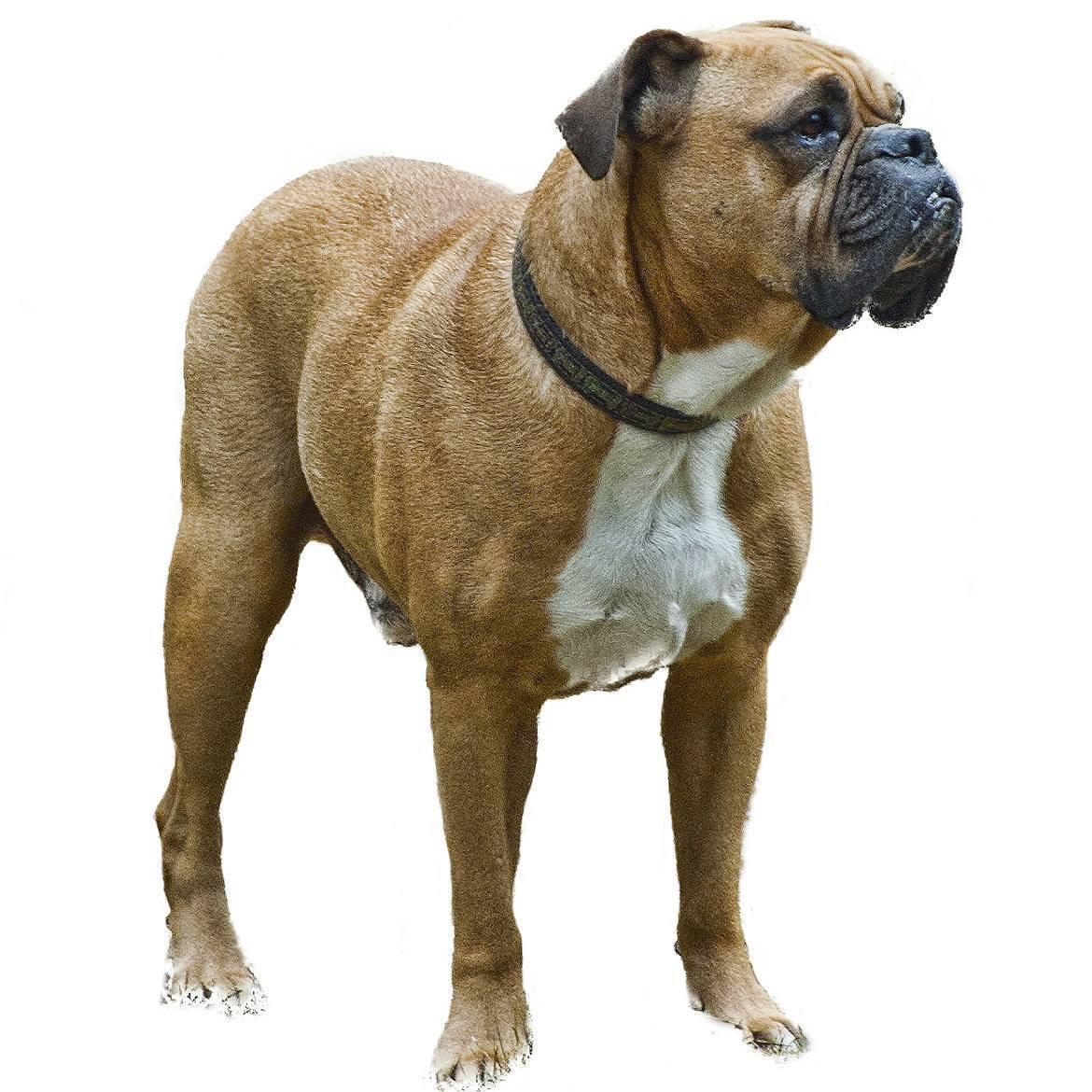 Valley Bulldog Breed