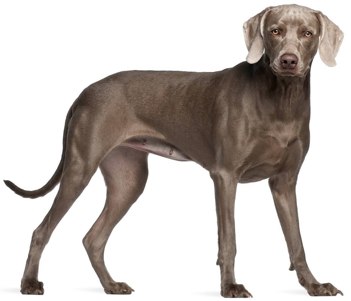 Weimaraner Breed