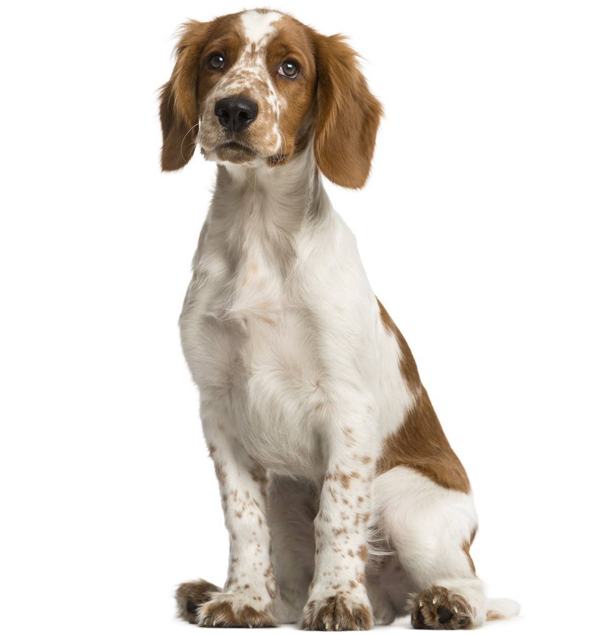 Welsh Springer Spaniel Breed