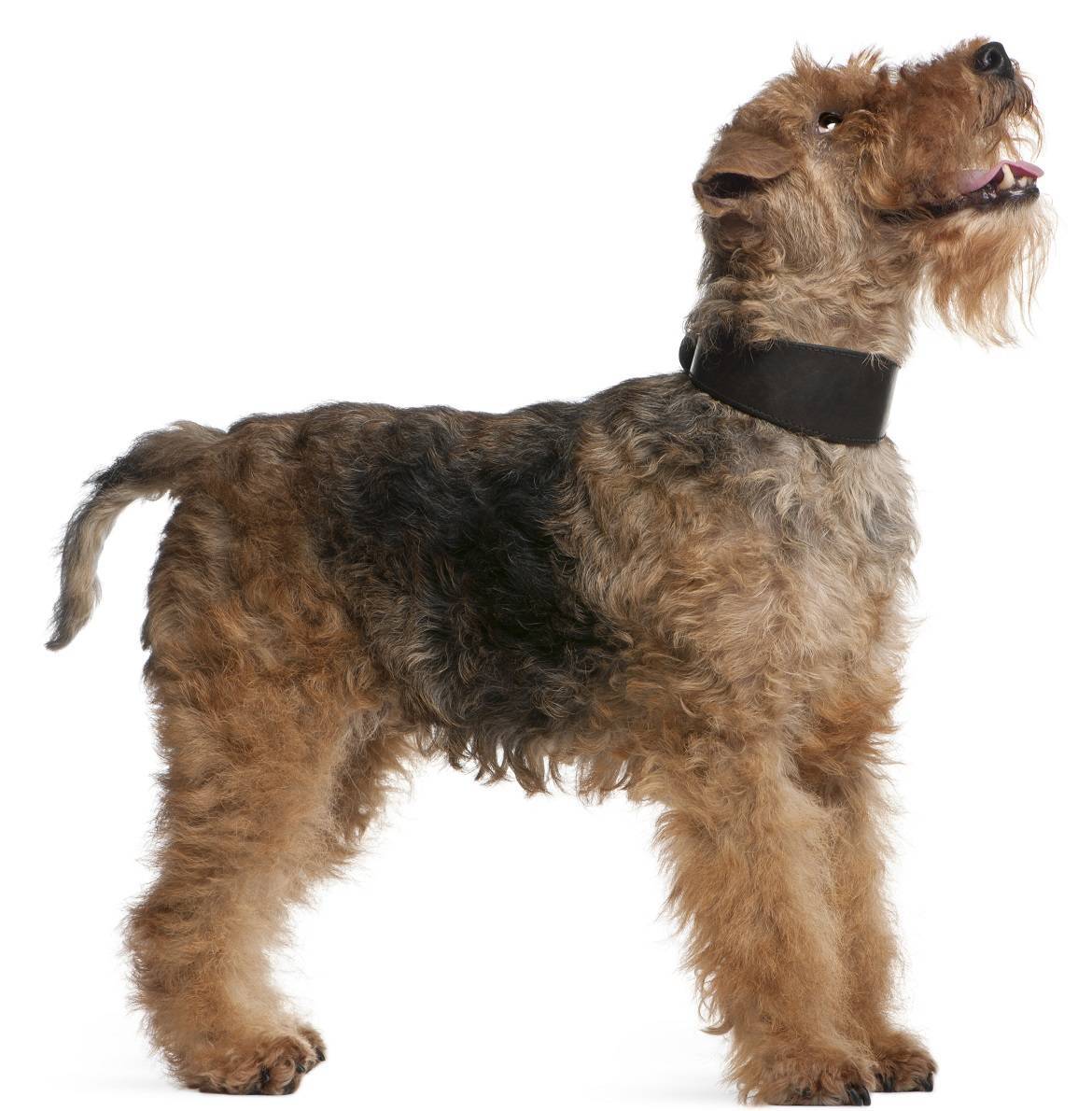 Welsh Terrier Breed