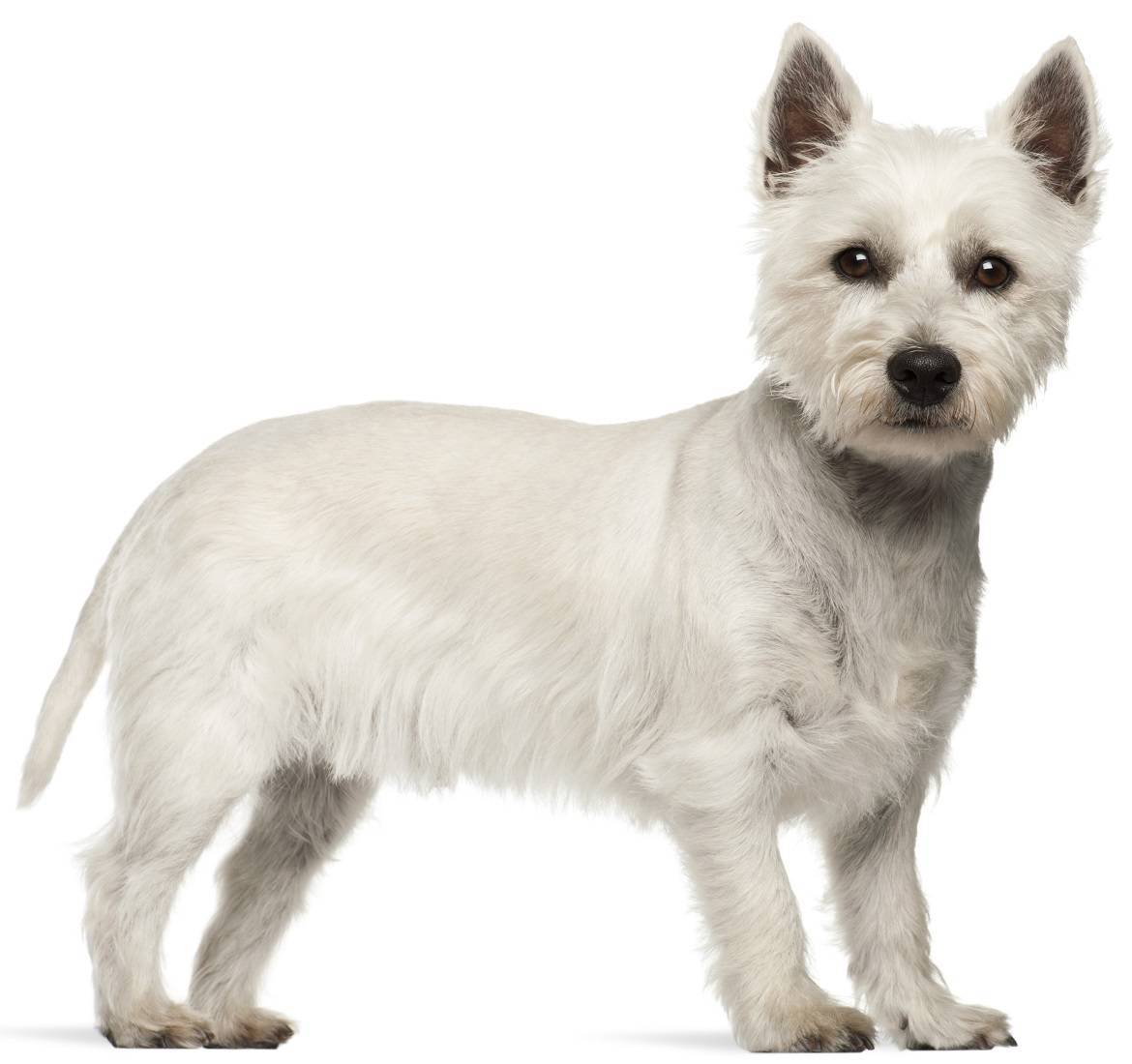 West Highland White Terrier Breed