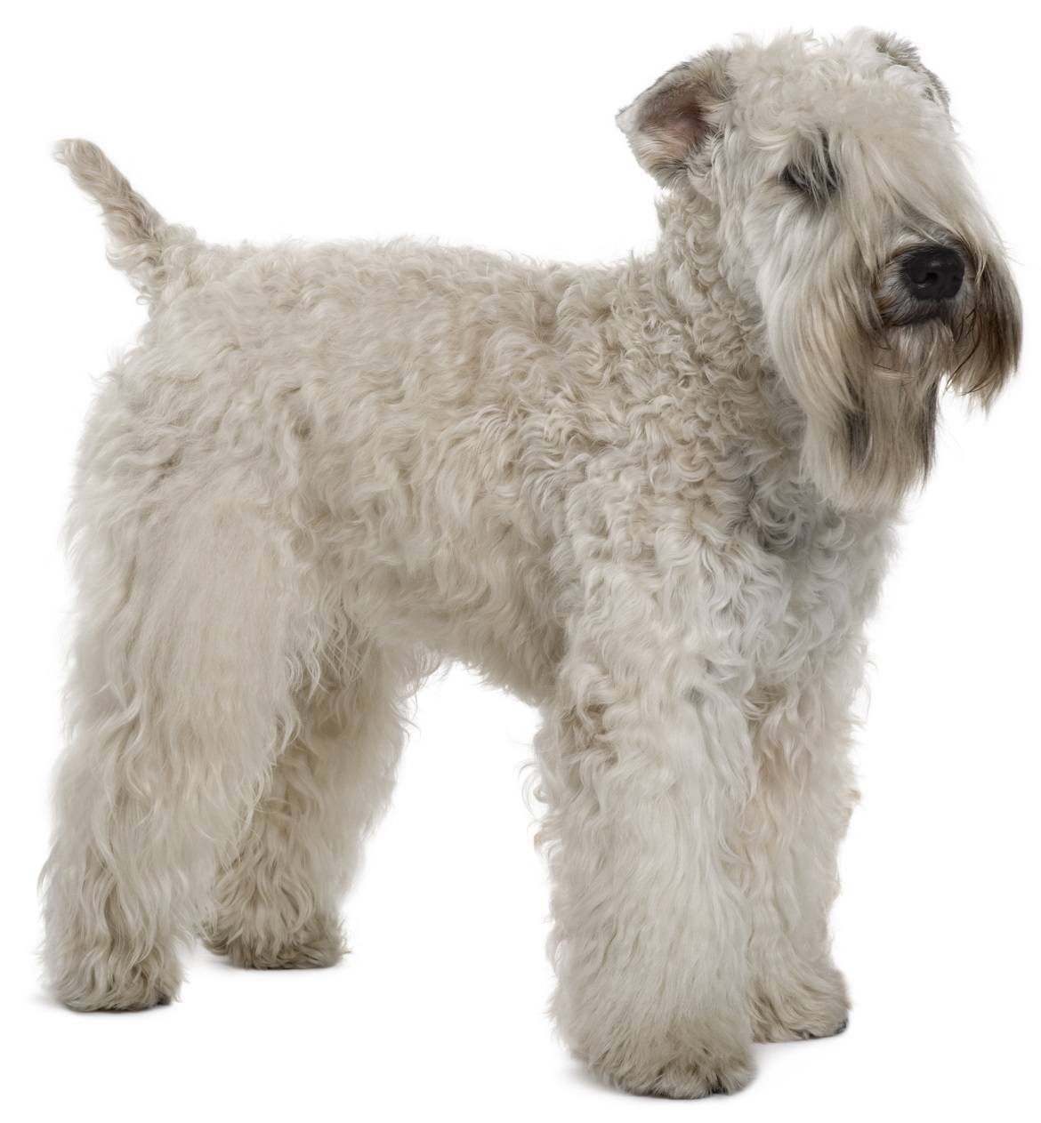 Soft Coated Wheaten Terrier Breed