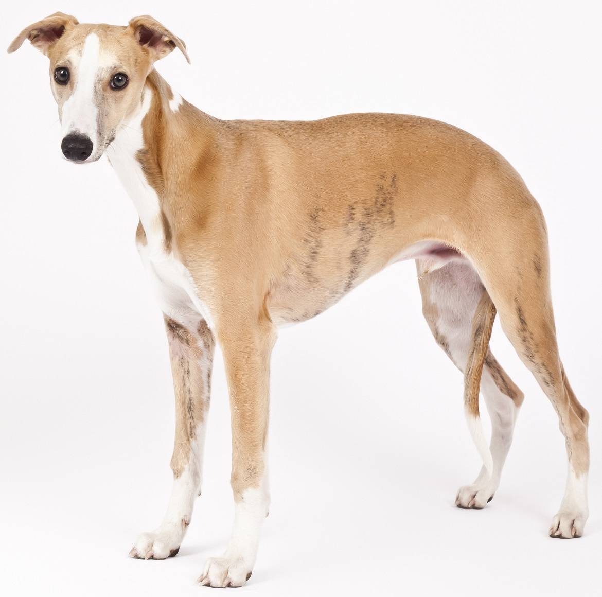 Whippet Breed