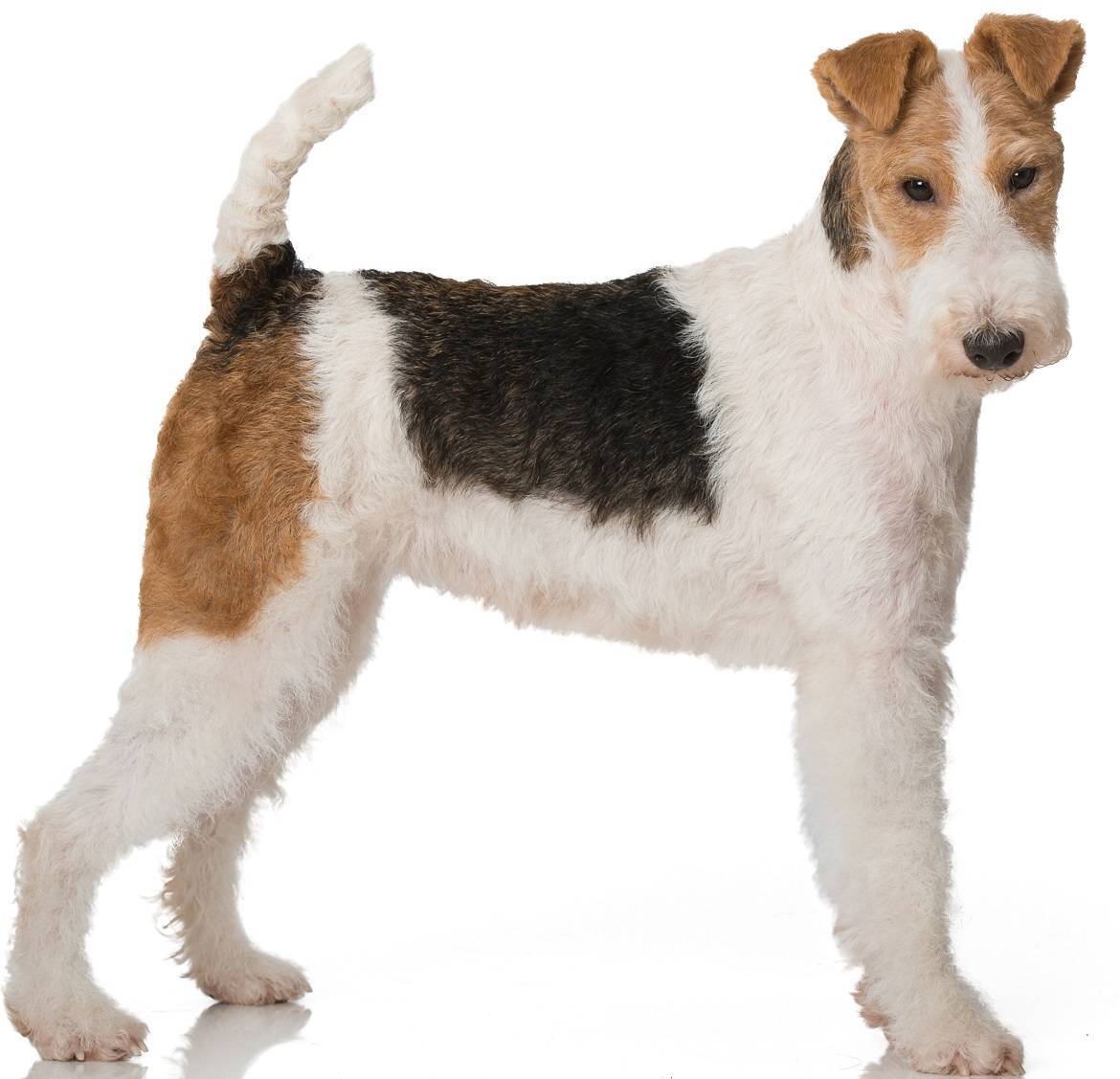 Wire Fox Terrier Breed