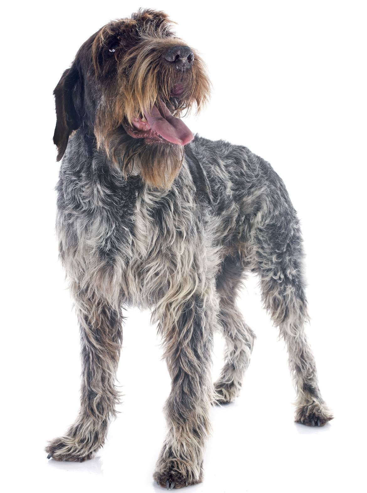 wirehaired pointing griffon stuffed animal