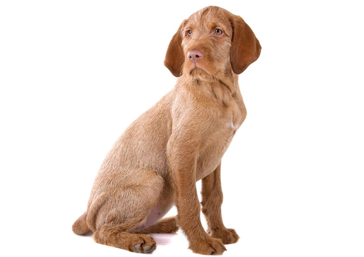 Wirehaired Vizsla Breed