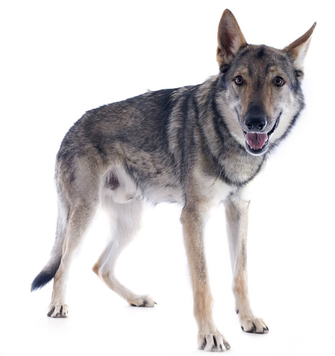 Czechoslovakian Wolfdog Breed