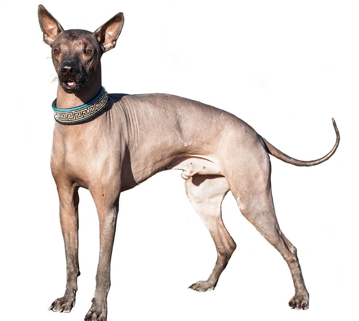 Xoloitzcuintli Breed