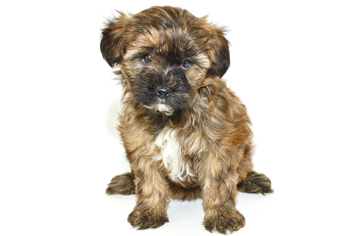 Yorkie-Poo Breed