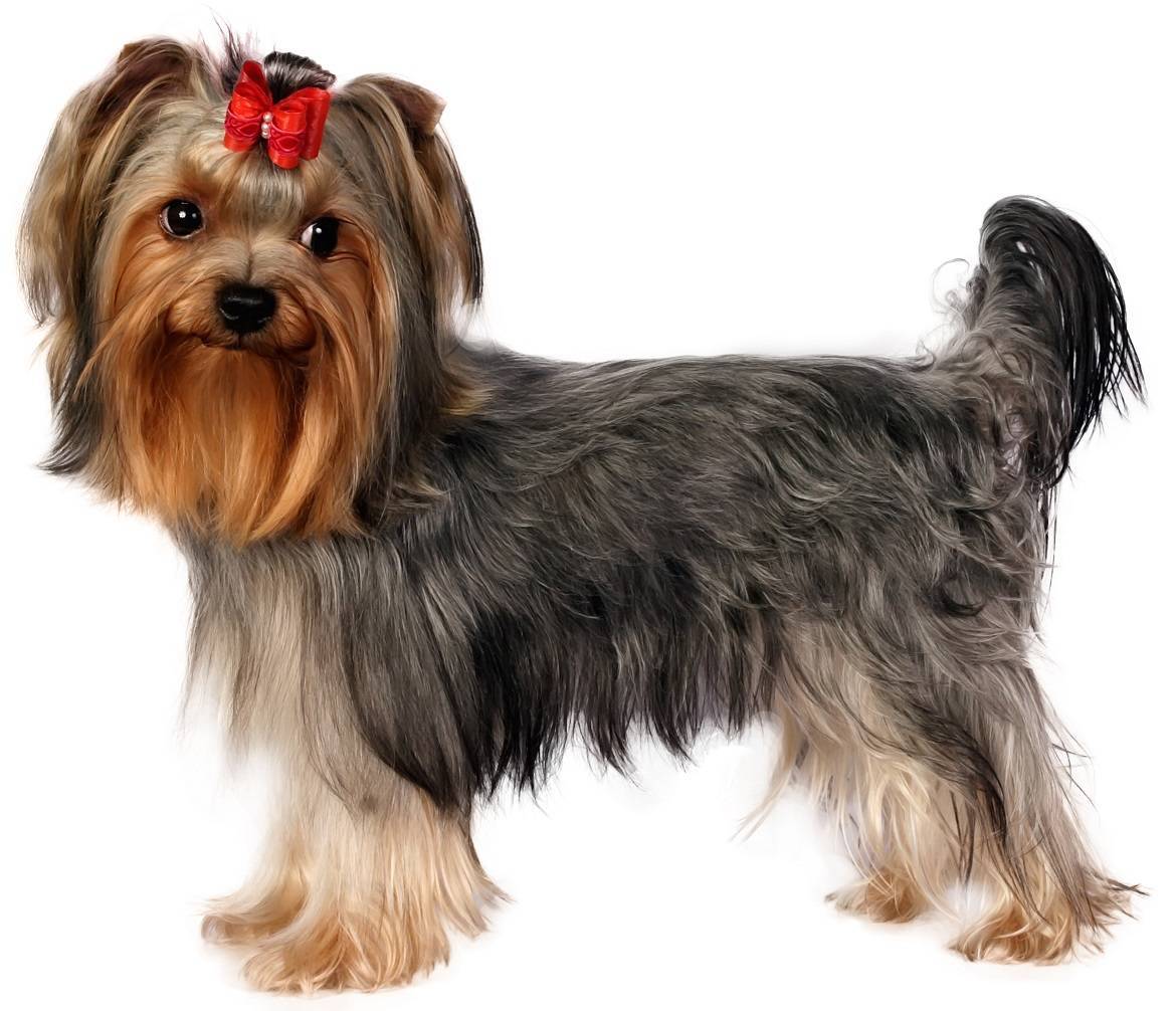 Yorkshire Terrier Breed