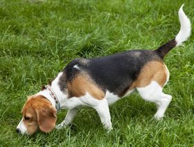 American Foxhound Breed