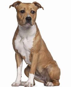 American Staffordshire Terrier Breed