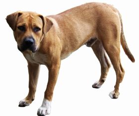 Black Mouth Cur Breed