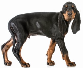 Black and Tan Coonhound Breed