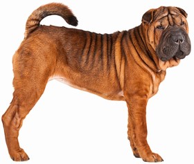 Chinese Shar-Pei Breed