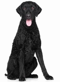 Curly-Coated Retriever Breed