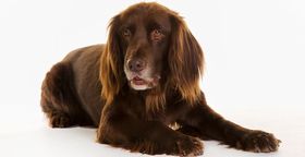 German Longhaired Pointer Breed