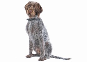 German Wirehaired Pointer Breed
