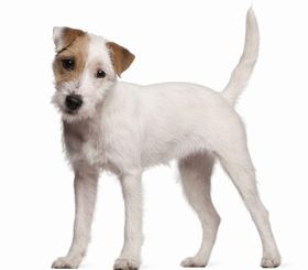 Parson Russell Terrier Breed