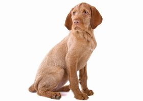 Wirehaired Vizsla Breed