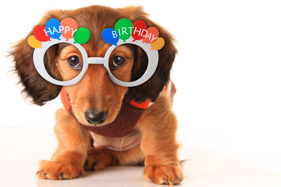 5 Ways to Celebrate Your Dog’s Birthday - Paws N Pups