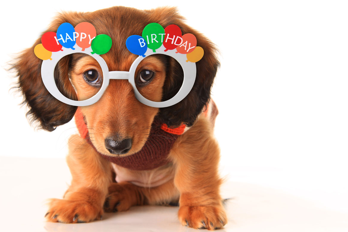 Happy Birthday Bilder Hund Kostenlos:  Zeichne deinen eigenen Geburtstagshund!