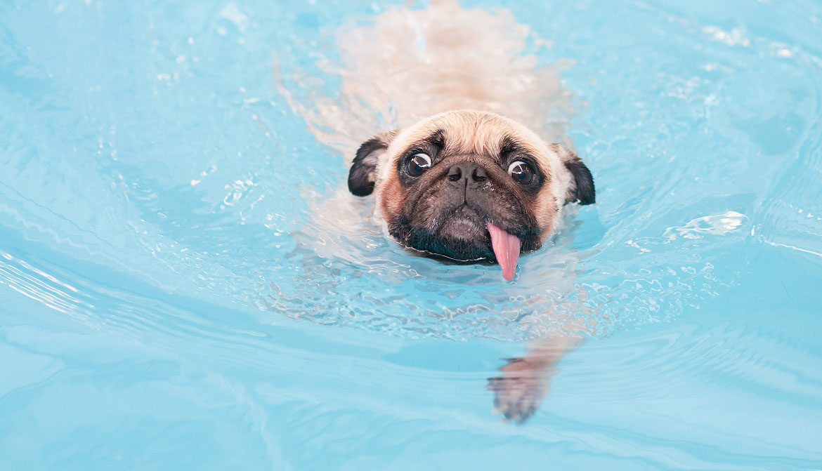 a cute dog Pug swimming at a local public pool