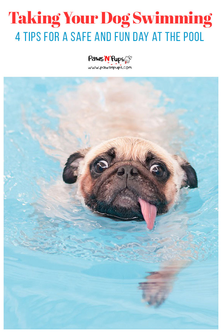 4 Safety Tips For Swimming With Your Dog - Paws N Pups