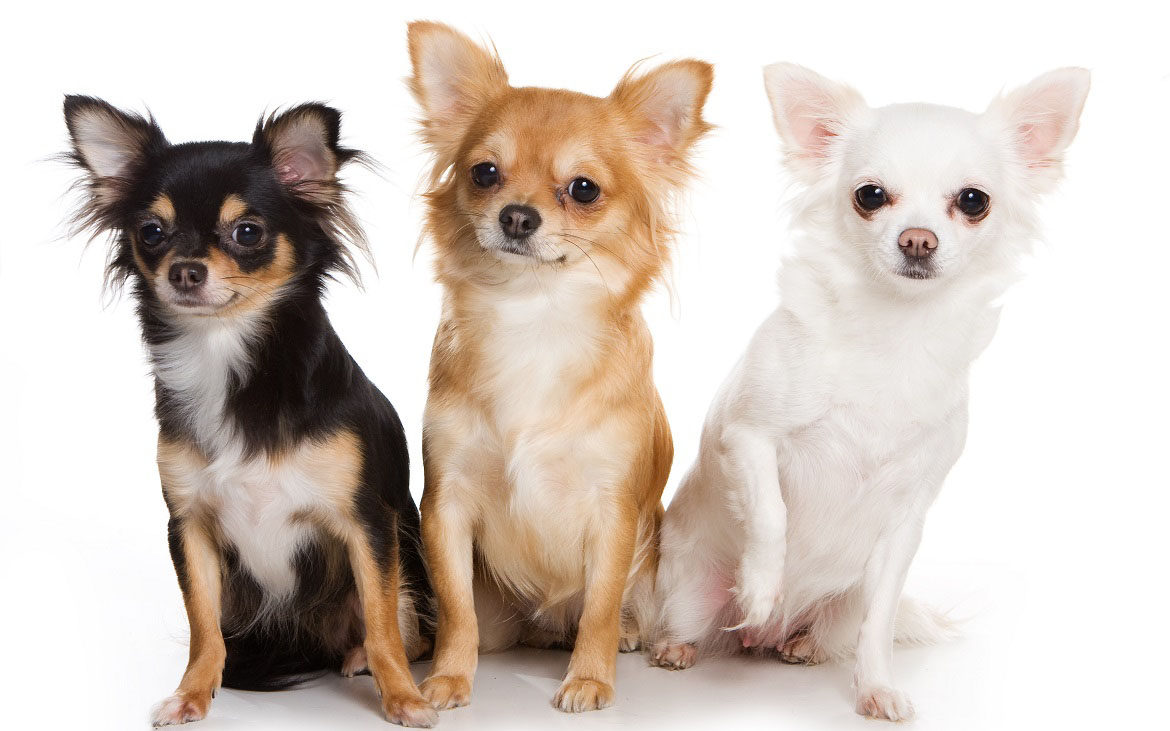 6 Things You Never Knew About The Chihuahua